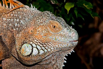 GREEN IGUANA iguana iguana, HEAD CLOSE-UP OF ADULT