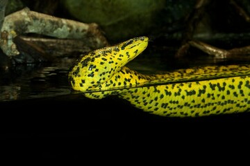 YELLOW ANACONDA eunectes notaeus