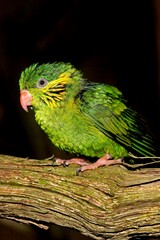FEMALE RED-FLANKED LORIKEET charmosyna placentis ON A BRANCH AGAINST BLACK BACKGROUND