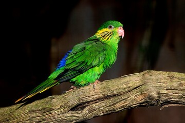 FEMALE RED-FLANKED LORIKEET charmosyna placentis ON A BRANCH