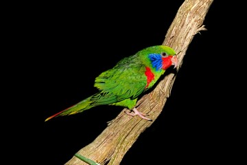 MALE RED-FLANKED LORIKEET charmosyna placentis ON A BRANCH AGAINST BLACK BACKGROUND