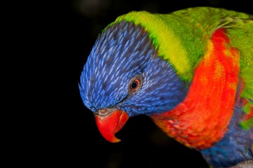 RAINBOW LORIKEET trichoglossus haematodus moluccanus, HEAD OF ADULT AGAINST BLACK BACKGROUND