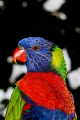 RAINBOW LORIKEET trichoglossus haematodus moluccanus, HEAD OF ADULT