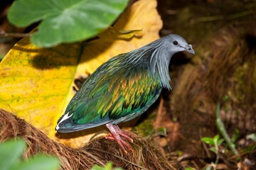 NICOBAR PIGEON caloenas nicobarica