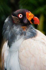 HEAD OF KING VULTURE sarcoramphus papa
