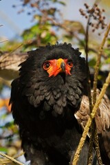 BATELEUR EAGLE terathopius ecaudatus
