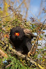BATELEUR EAGLE terathopius ecaudatus, ADULT ON BRANCH