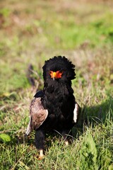 BATELEUR EAGLE terathopius ecaudatus