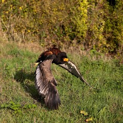 BATELEUR EAGLE terathopius ecaudatus, ADULT FLYING