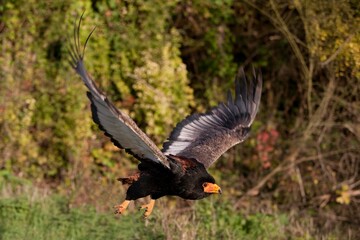 BATELEUR EAGLE terathopius ecaudatus, ADULT FLYING