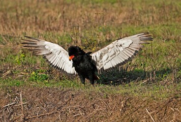 BATELEUR EAGLE terathopius ecaudatus, ADULT TAKING OFF