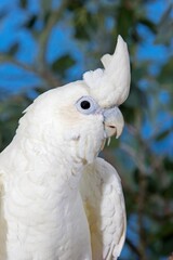 Philippine Cockatoo or Red-vented Cockatoo, cacatua haematuropygia, Portrait of Adult