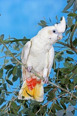 PHILIPPINE COCKATOO OR RED-VENTED COCKATOO cacatua haematuropygia ON A BRANCH