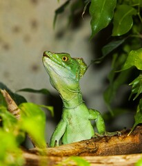 GREEN BASILISK LIZARD OR DOUBLE-CRESTED BASILISK LIZARD basiliscus plumifrons