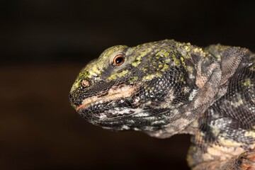 Spiny-tailed Lizard, uromastyx acanthinurus, Portrait of Adult