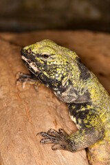Spiny-tailed Lizard, uromastyx acanthinurus, Adult standing on Rock