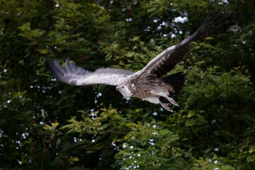 HIMALAYAN GRIFFON VULTURE gyps himalayensis, ADULT FLYING