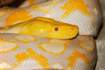 Fototapeta premium ALBINO RETICULATED PYTHON python reticulatus