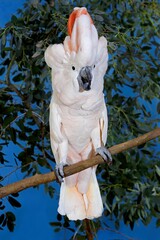 Salmon-Crested Cockatoo or Moluccan Cockatoo, cacatua moluccensis, Adult in Defensive Posture