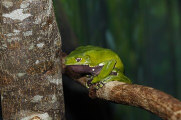 Giant Monkey Frog or Giant Waxy Frog, phyllomedusa bicolor, Adult standing on Branch