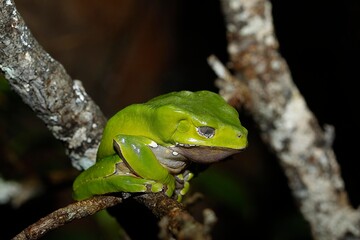 Giant Monkey Frog or Giant Waxy Frog, phyllomedusa bicolor, Adult standing on Branch