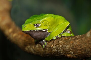 Giant Monkey Frog or Giant Waxy Frog, phyllomedusa bicolor, Adult standing on Branch