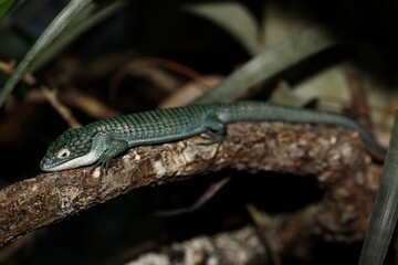 Alligator Lizard, abronia graminea, Adult laying on Branch