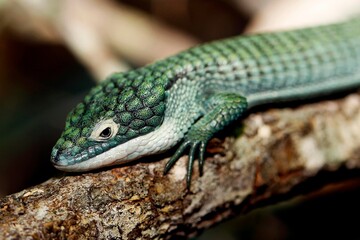 Alligator Lizard, abronia graminea, Adult Laying on Branch