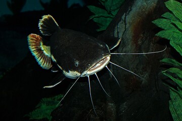 Red-Tail Catfish, phractocephalus hemioliopterus, Adult