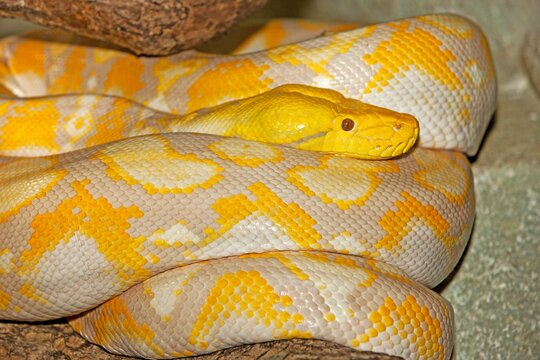 ALBINO RETICULATED PYTHON python reticulatus