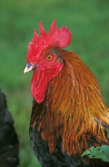 BROWN RED MARANS COCK, A FRENCH BREED