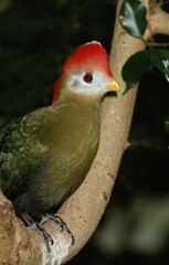 RED-CRESTED TURACO tauraco erythrolophus, ADULT ON BRANCH, KENYA