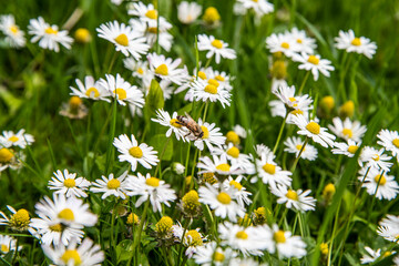 Fototapeta premium Bee on camelle