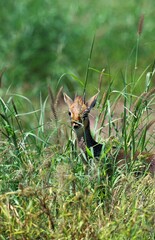 KIRK'S DIK DIK madoqua kirkii, ADULT CAMOUFLAGED IN LONG GRASS, KENYA