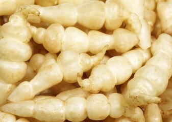 CROSNE OR CHINESE ARTICHOKE stachys affinis