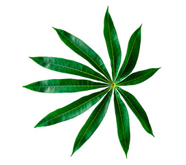 Isolated nature green leaves on white background with clipping path for design elements.