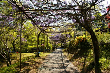 Fototapeta premium 藤棚