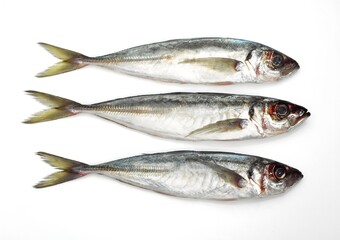 FRESH HORSE MACKEREL AGAINST WHITE BACKGROUND