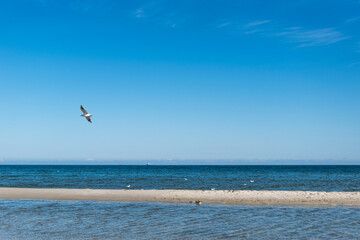 Mewa lecąca nad morzem na półwyspie helskim