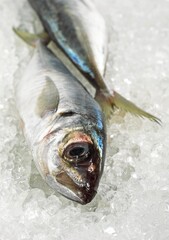 FRESH HORSE MACKEREL ON ICE