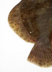 FRESH BRILL AGAINST WHITE BACKGROUND