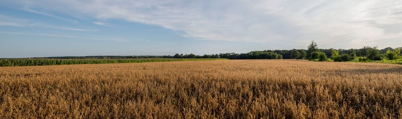 oat field