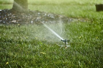 Fototapeta premium Sprinkler and Grass