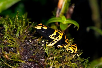 Yellow-Banded Poisson Frog, dendrobates leucomelas, Venemous Specy from South America, Adult