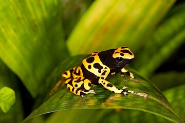 Yellow-Banded Poisson Frog, dendrobates leucomelas, Venemous Specy from South America, Adult