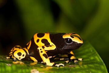 Fototapeta premium Yellow-Banded Poisson Frog, dendrobates leucomelas, Venemous Specy from South America, Adult