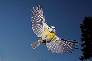 Naklejka premium Blue Tit, parus caeruleus, Adult in Flight, Normandy