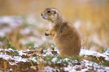 BLACK-TAILED PRAIRIE DOG cynomys ludovicianus, ADULT IN SNOW, WYOMING