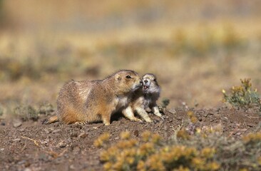 BLACK-TAILED PRAIRIE DOG cynomys ludovicianus, WYOMING