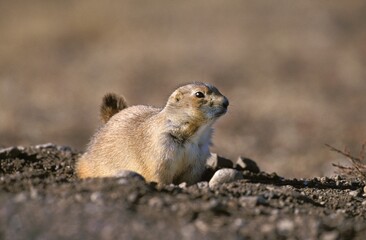 BLACK-TAILED PRAIRIE DOG cynomys ludovicianus, WYOMING